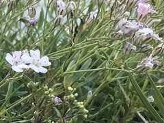 Gypsophila repens