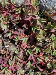 Sibbaldia parviflora