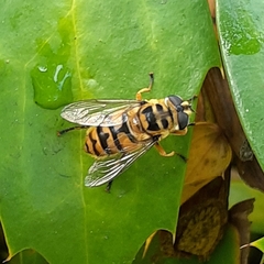 Myathropa florea