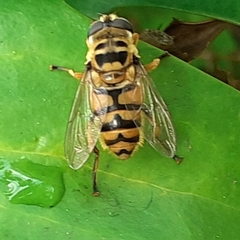 Myathropa florea