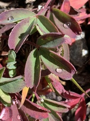 Sibbaldia parviflora
