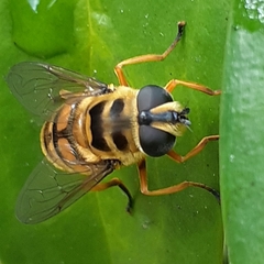 Myathropa florea