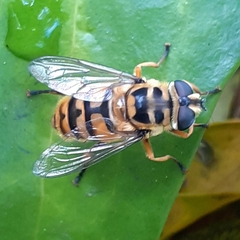 Myathropa florea