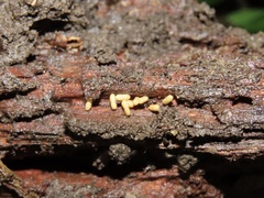 Ponera pennsylvanica