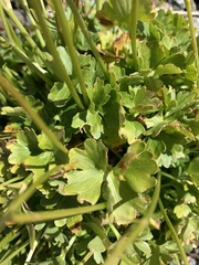 Ranunculus brachylobus