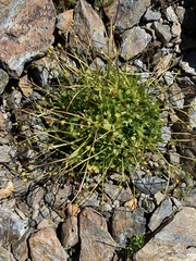Ranunculus brachylobus