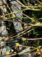 Ranunculus brachylobus