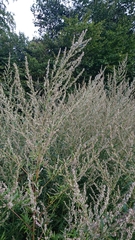 Artemisia vulgaris