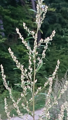 Artemisia vulgaris