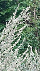 Artemisia vulgaris