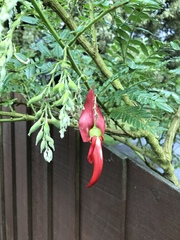 Clianthus