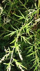Artemisia vulgaris