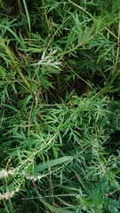 Artemisia vulgaris