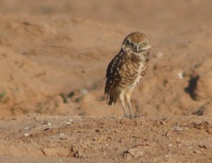 Athene cunicularia