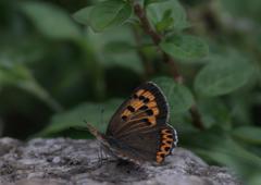 Lycaena panava