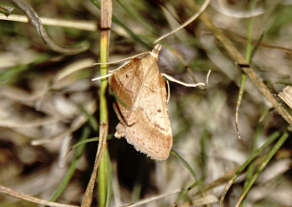 Stemmatophora honestalis