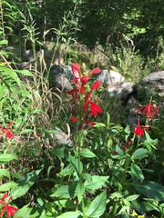 Lobelia cardinalis