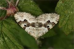 Xanthorhoe montanata