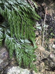 Asplenium appendiculatum appendiculatum