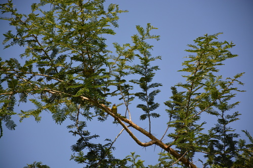 Southern Citril (Crithagra hyposticta), photo 1