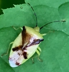 Elasmostethus atricornis