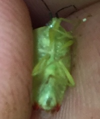 Elasmostethus atricornis