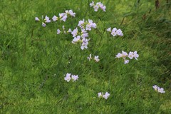 Cardamine polemonioides