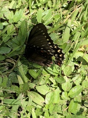 Papilio menatius victorinus