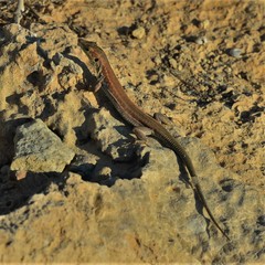 Podarcis filfolensis maltensis