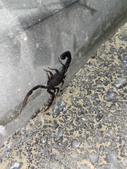 Hottentotta judaicus
