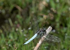 Orthetrum internum