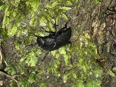 Mimopeus