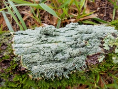 Pertusaria ostiolata
