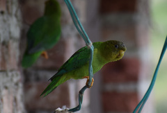 Psilopsiagon aurifrons