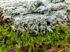 Pertusaria ostiolata