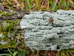 Pertusaria ostiolata