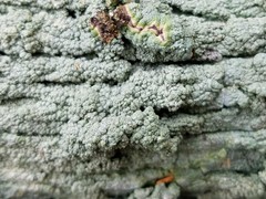 Pertusaria ostiolata
