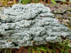 Pertusaria ostiolata