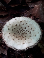 Amanita echinocephala