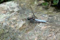 Orthetrum internum