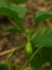 Asphondylia eupatorii