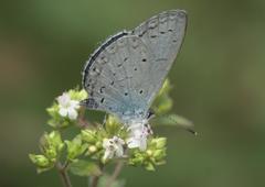 Celastrina gigas