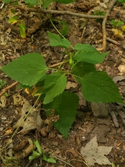 Asphondylia eupatorii