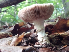 Amanita echinocephala