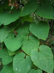 Aristolochia ringens
