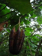 Aristolochia ringens