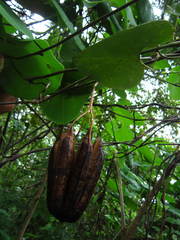 Aristolochia ringens