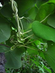 Aristolochia ringens