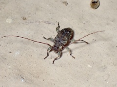 Sternidius punctatus