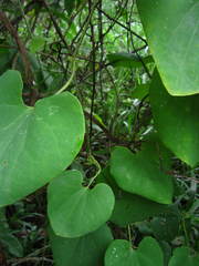 Aristolochia ringens